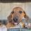 ¡Haz la diferencia! Adopta un cachorro en Progreso