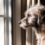 5 razones para adoptar un perro de raza única