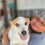Adopta un lomito en Progreso y cambia una vida