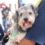 Erik Rihani invita a conocer Unidad de Protección Animal