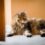 Uso responsable de medicamentos veterinarios protege la salud de las mascotas