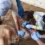 Alerta epidemiológica en Chiapas: 171 casos humanos de gusano barrenador